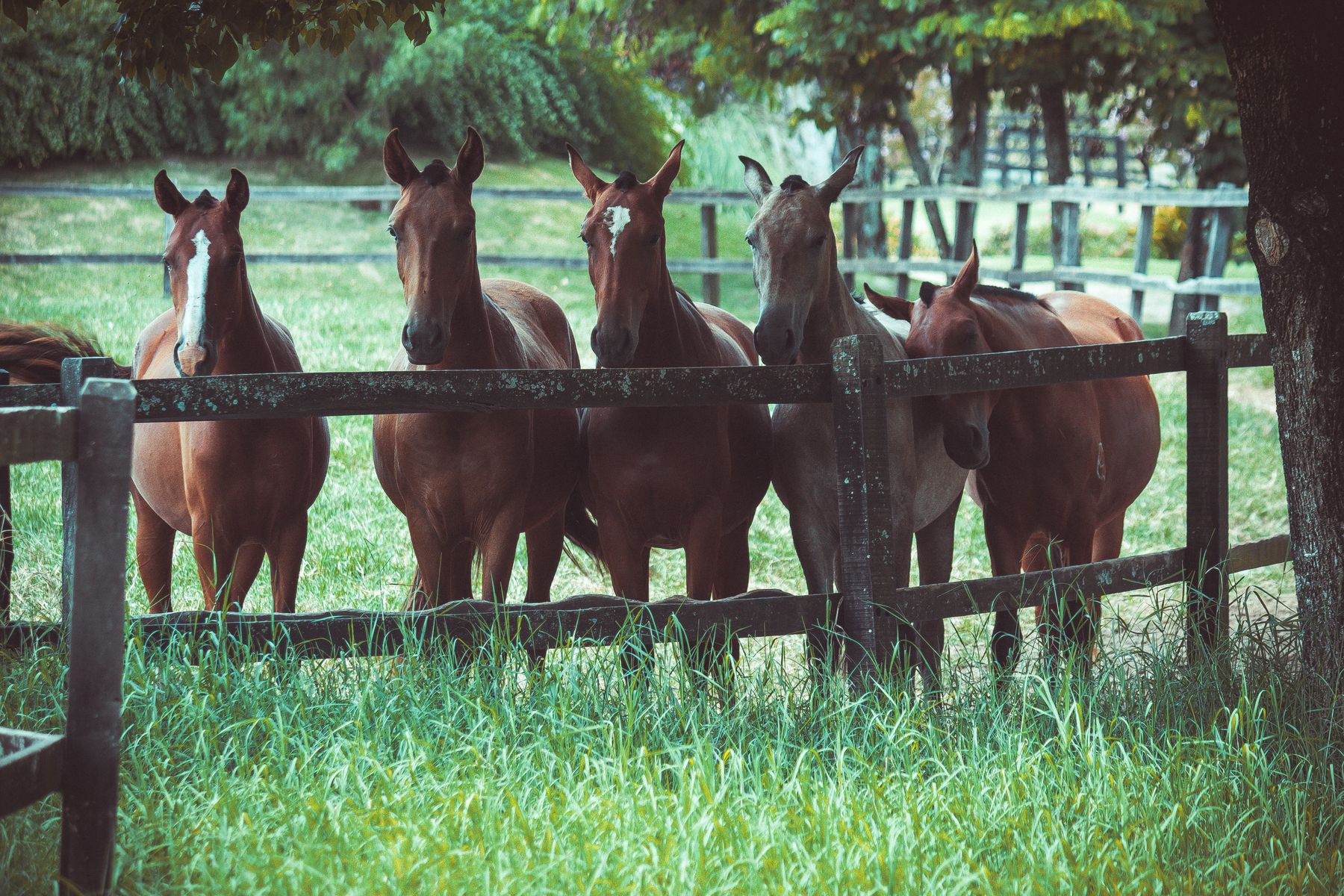 A row of horses at a wooden paddock fence