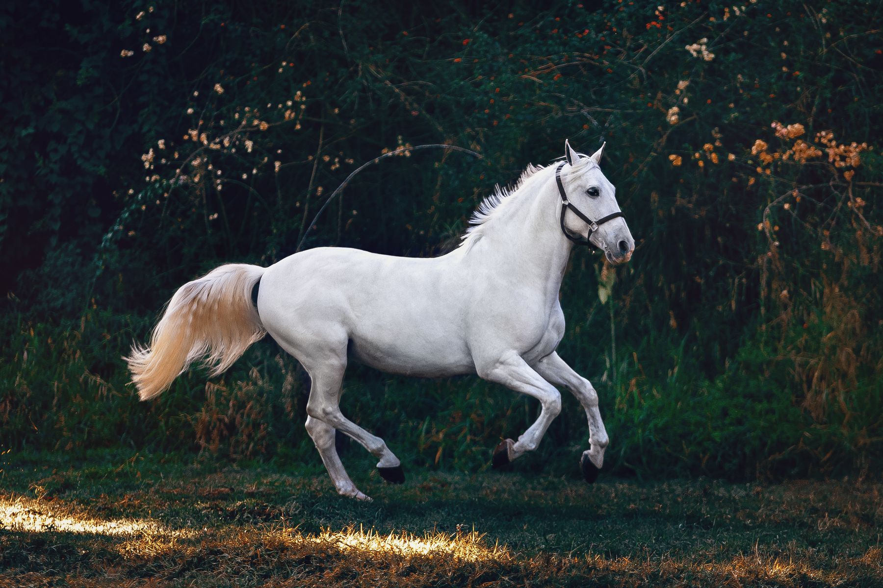 A grey horse cantering before dark hedgerows